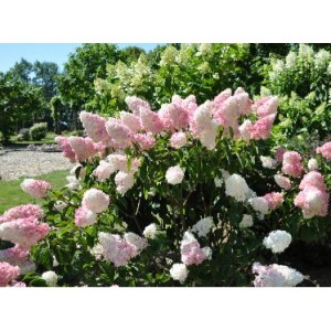 Hydrangea paniculata 'Pink Lady' / Aedhortensia 'Pink Lady'